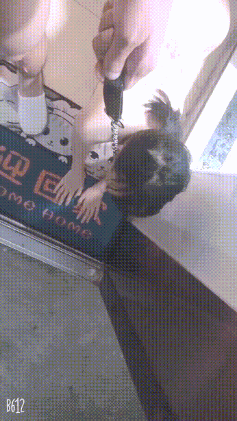 圈养校花极品嫩妹，一线天粉嫩馒头穴肉鲍超诱人，擒住双腿肉鲍被塞入肉棒[537M/31V＋57P]-4.gif